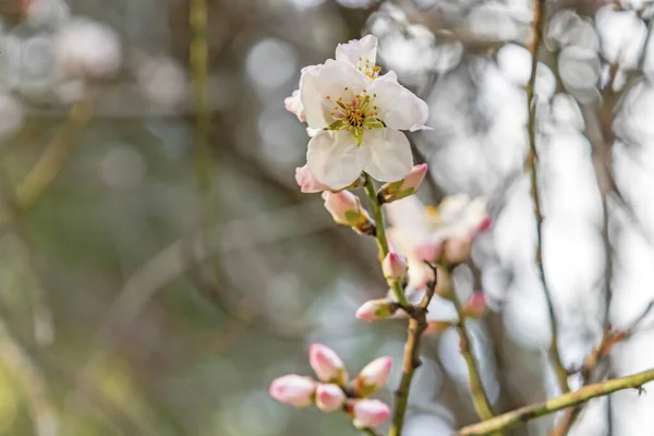 Kış Mevsiminde Açan Bahar Çiçekleri — Stok fotoğraf