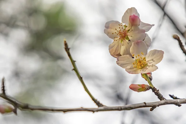 Lente Bloemen Bloeien Winter Seizoen — Stockfoto