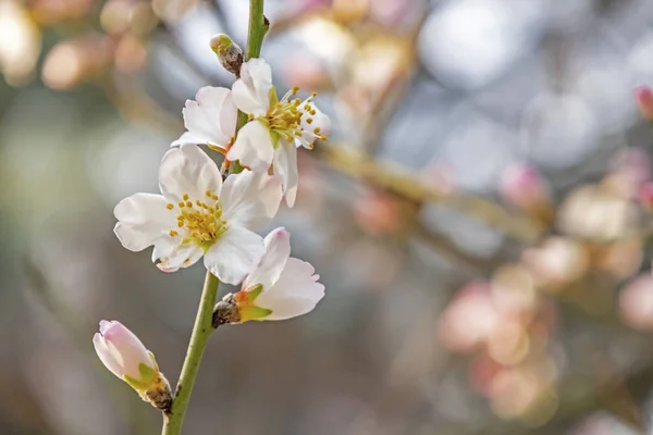 Flores Primavera Que Florecen Temporada Invierno — Foto de Stock