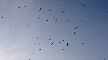 mavi gökyüzü ve uçan martılar