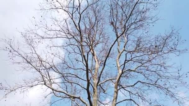 arbres à feuilles caduques en hiver dans la nature 
