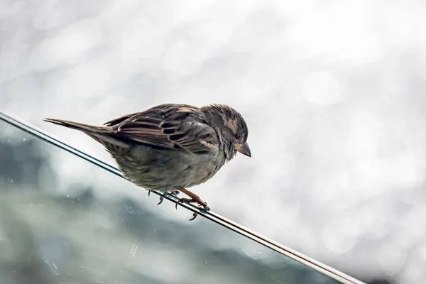 Close Sparrows Nature — Stock Photo, Image