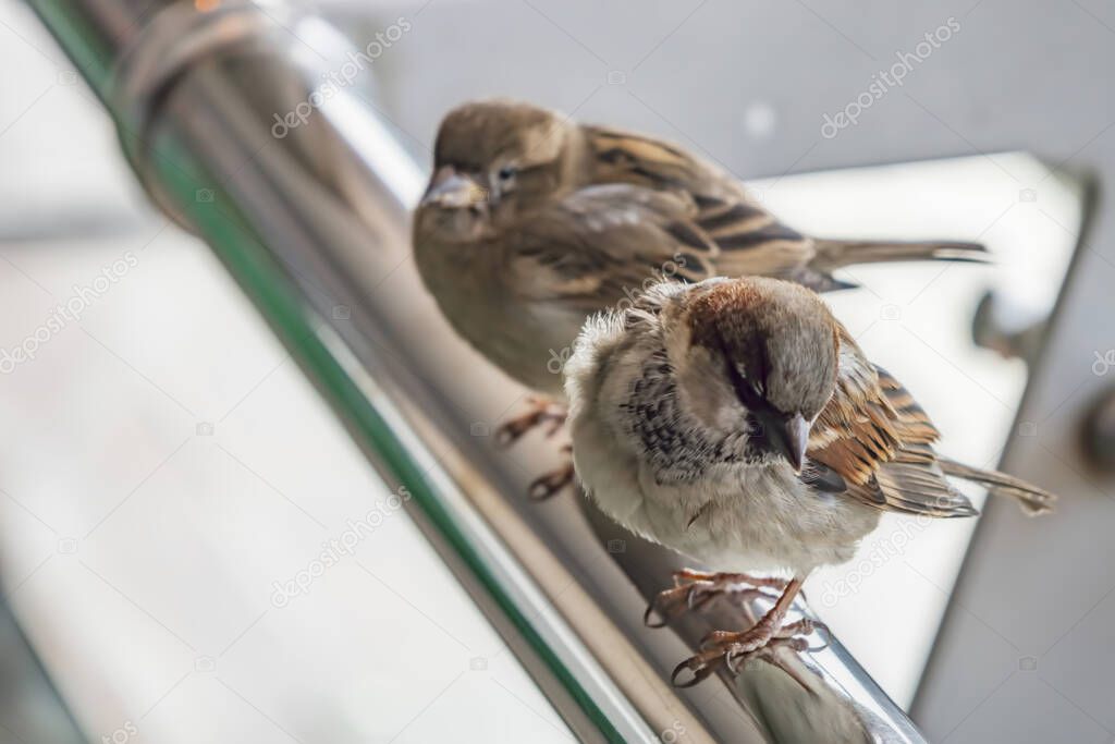 close up sparrows in nature