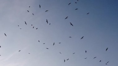 mavi gökyüzü ve uçan martılar