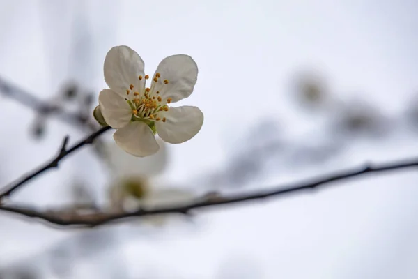 Lente Nadert Close Kersenpruimenbloemen Boomtakken Natuur — Stockfoto