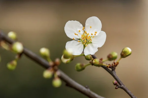 Lente Nadert Close Kersenpruimenbloemen Boomtakken Natuur — Stockfoto