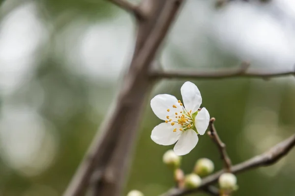 春が来ています自然の中で木の枝に桜の梅の花を閉じ — ストック写真