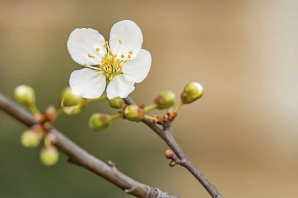 Весна Наближається Закрити Вишневі Сливові Квіти Гілках Дерев Природі — стокове фото