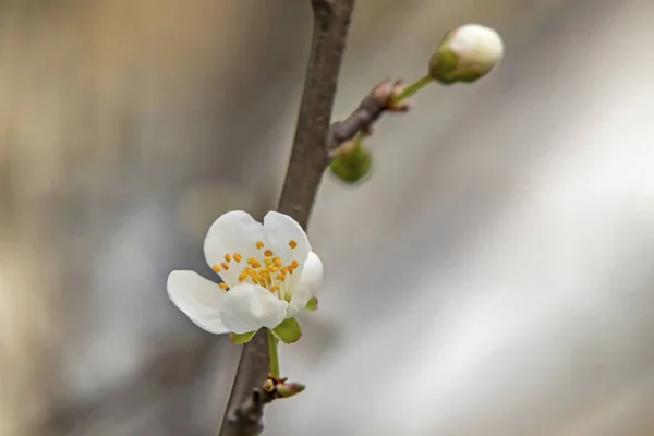 Primavera Sta Arrivando Close Fiori Prugna Ciliegia Sui Rami Degli — Foto Stock