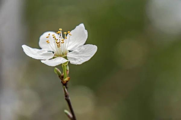 Lente Nadert Close Kersenpruimenbloemen Boomtakken Natuur — Stockfoto