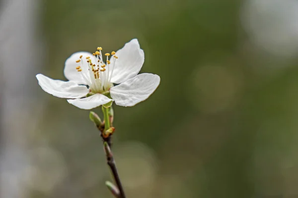 Primavera Coming Close Hasta Flores Ciruela Cerezo Las Ramas Los — Foto de Stock