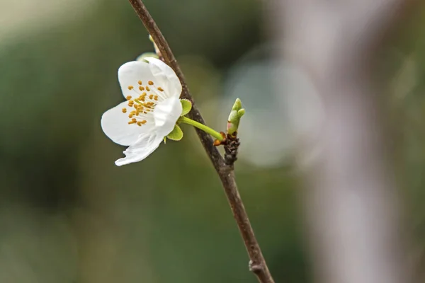 Der Frühling Naht Nahaufnahme Kirschpflaumenblüten Auf Ästen Der Natur — Stockfoto