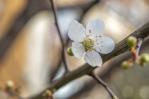 春が来ています自然の中で木の枝に桜の梅の花を閉じ — ストック写真
