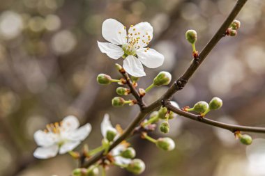 Bahar geliyor. Doğadaki ağaç dallarına kiraz eriği çiçekleri yakın..