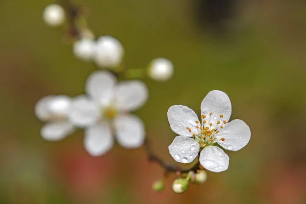 Våren Kommer Närbild Körsbär Plommon Blommor Träd Grenar Naturen — Stockfoto