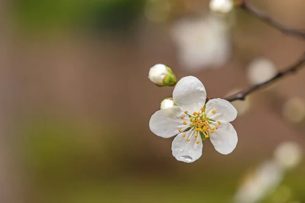 Der Frühling Naht Nahaufnahme Kirschpflaumenblüten Auf Ästen Der Natur — Stockfoto