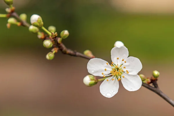 Közeleg Tavasz Közeledik Cseresznyevirág Ágain Természetben — Stock Fotó