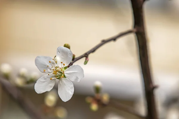 Der Frühling Naht Nahaufnahme Kirschpflaumenblüten Auf Ästen Der Natur — Stockfoto