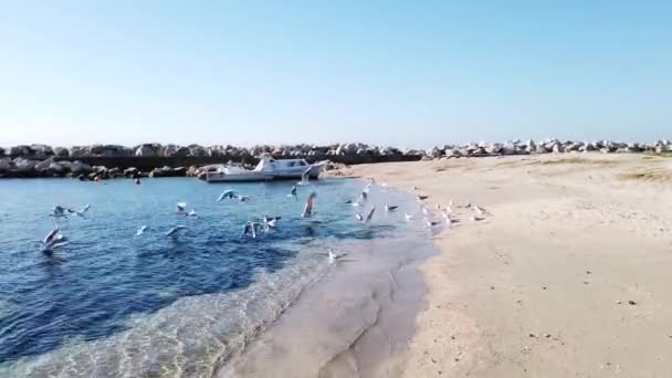 Gaviotas Playa Mar Naturaleza — Vídeo de stock