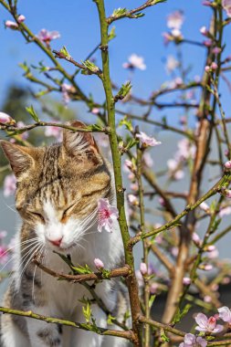 Bahar çiçekleri ve kedi doğadaki ağaç dalında