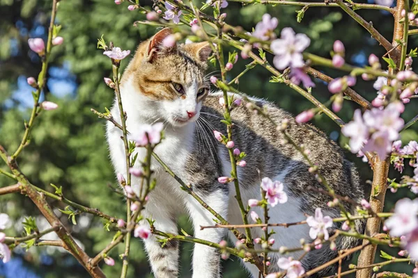 Spring Flowers Cat Tree Branch Nature — Stock Photo, Image