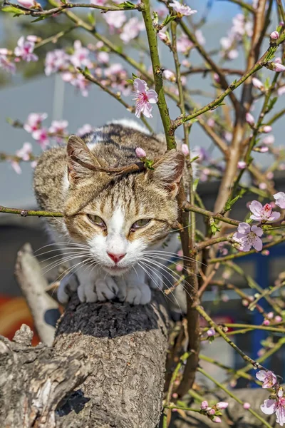 Frühlingsblumen Und Katze Ast Der Natur — Stockfoto
