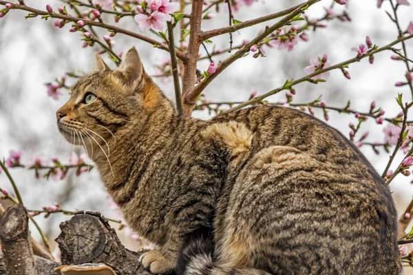 Fleurs Printanières Chat Sur Branche Arbre Dans Nature — Photo