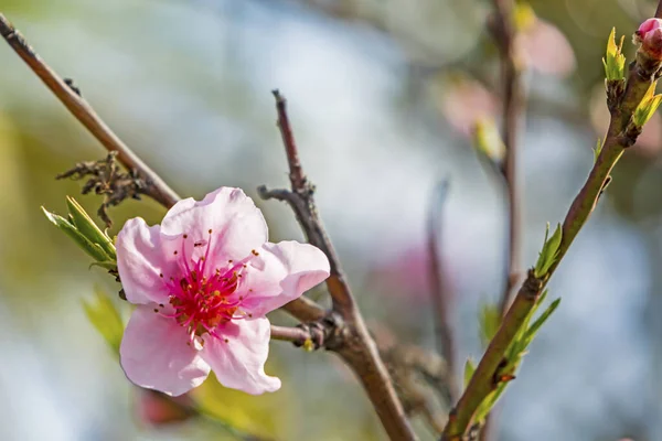 Flores Primavera Ramas Árboles Naturaleza — Foto de Stock