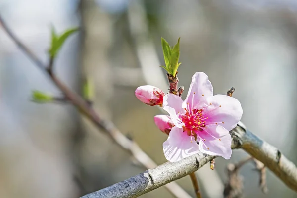 Flores Primavera Ramas Árboles Naturaleza — Foto de Stock