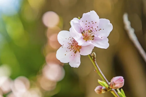 Flores Primavera Ramas Árboles Naturaleza — Foto de Stock