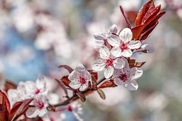 自然界の木の枝に春の花 — ストック写真