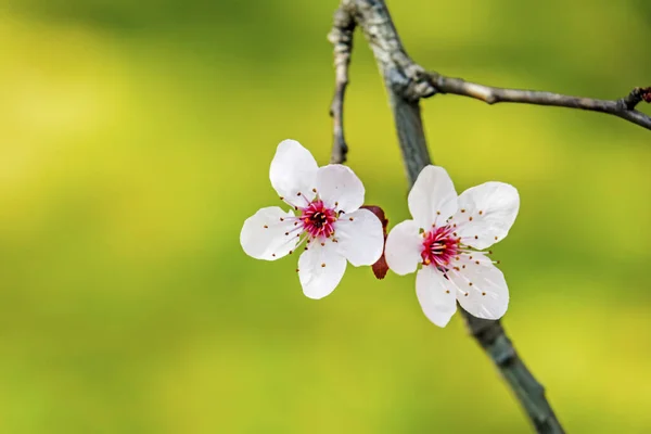 Spring Flowers Tree Branches Nature — Stock Photo, Image