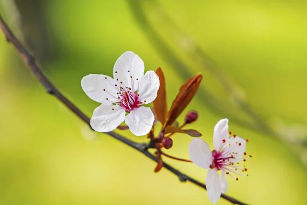 Flores Primavera Galhos Árvore Natureza — Fotografia de Stock