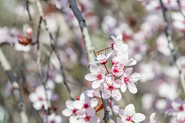 Frühlingsblumen Auf Ästen Der Natur — Stockfoto