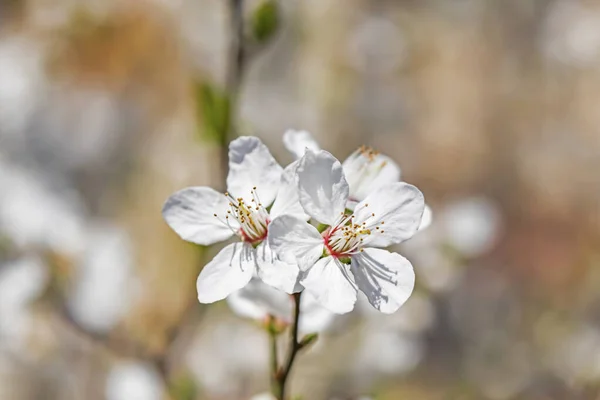 Frühlingsblumen Auf Ästen Der Natur — Stockfoto