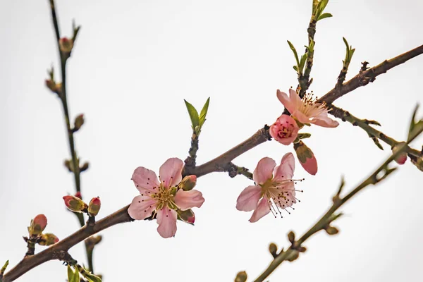 Frühlingsblumen Auf Ästen Der Natur — Stockfoto