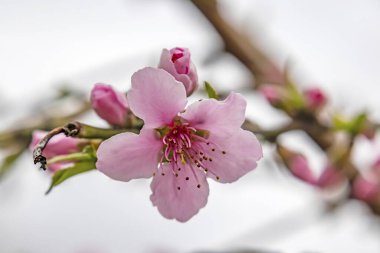 Doğadaki ağaç dallarında bahar çiçekleri