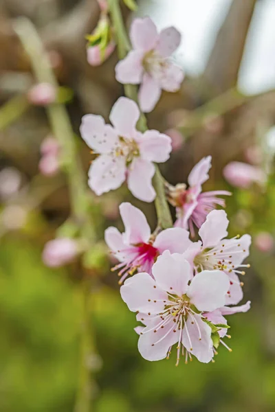 Jarní Květiny Větvích Stromů Přírodě — Stock fotografie