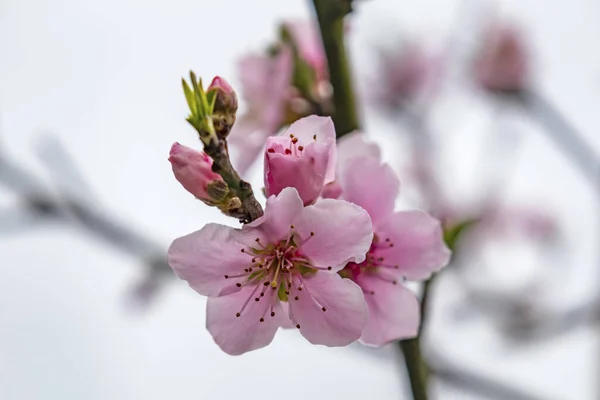 自然界の木の枝に春の花 — ストック写真