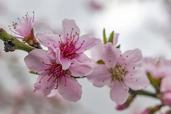 Tavaszi Virágok Ágak Természetben — Stock Fotó