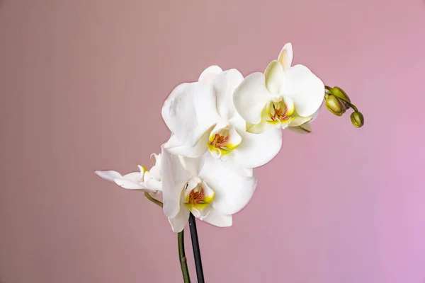 Biała Orchidea Różowym Tle — Zdjęcie stockowe