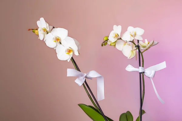 Bílá Orchidej Růžovém Pozadí — Stock fotografie