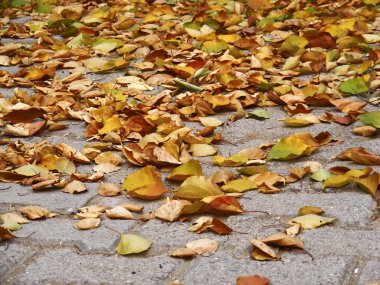 sonbaharda dokulen yapraklar
