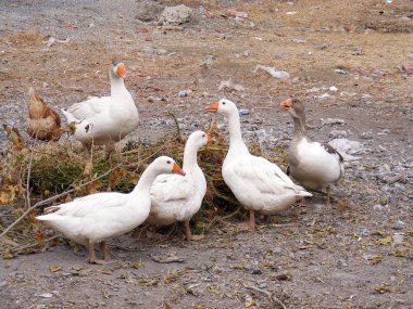 Bu Bayramı birlikte kardeşlik kardeşler çeken kaz