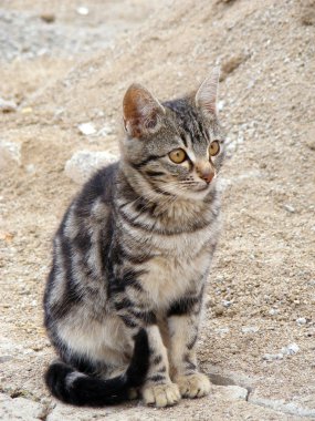 Bu kedi bir fare arıyorsa? 3