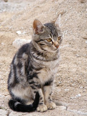 Eğer bu kedi bir fare seyir?