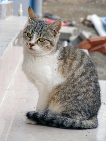 Objetivamente posando belo gato — Fotografia de Stock