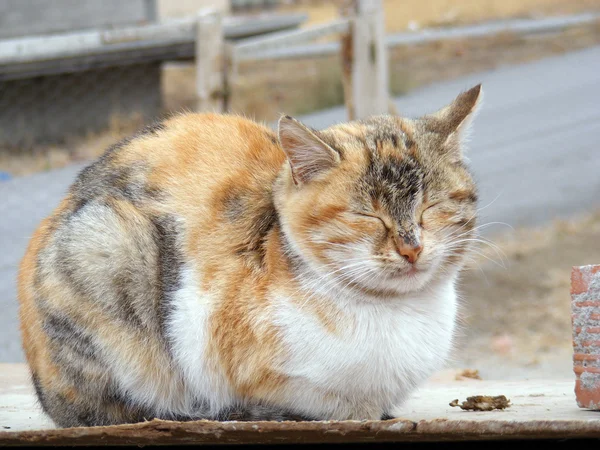 Je heb de mooie kat dutten 1 zien — Stockfoto