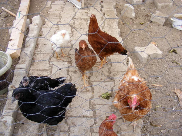 ¡El conjunto de libres! Pollos acondicionados — Foto de Stock