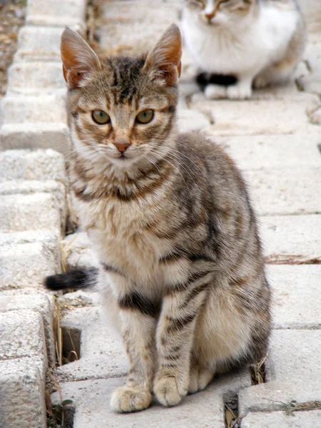 Om denna katt tittar på en mus? 2 — Stockfoto